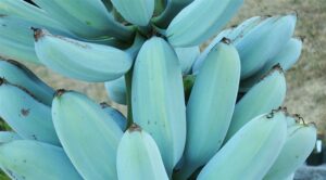 blue java bananas maryland blue java bananas maryland