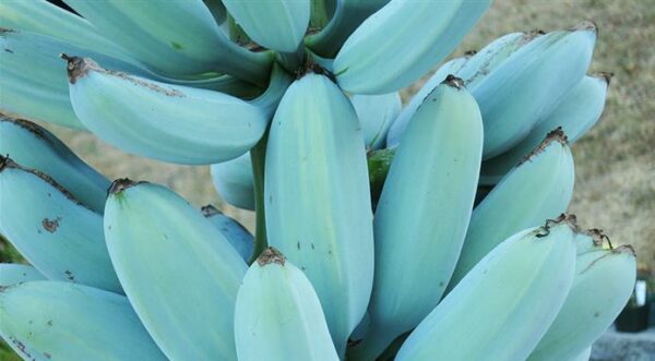 blue java banana california blue java banana california