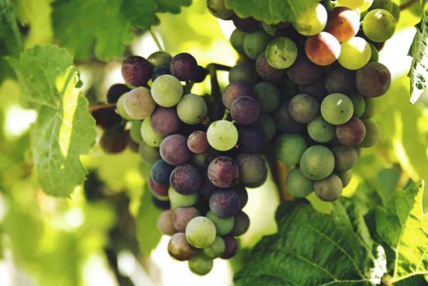 Mundo del vino